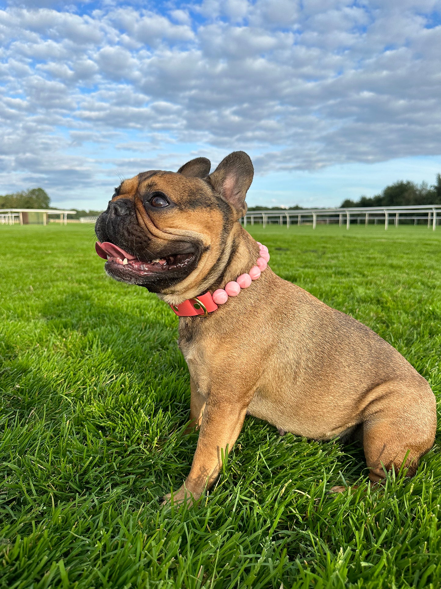 Happy Customer of Baby Pink Dog Collar Beads