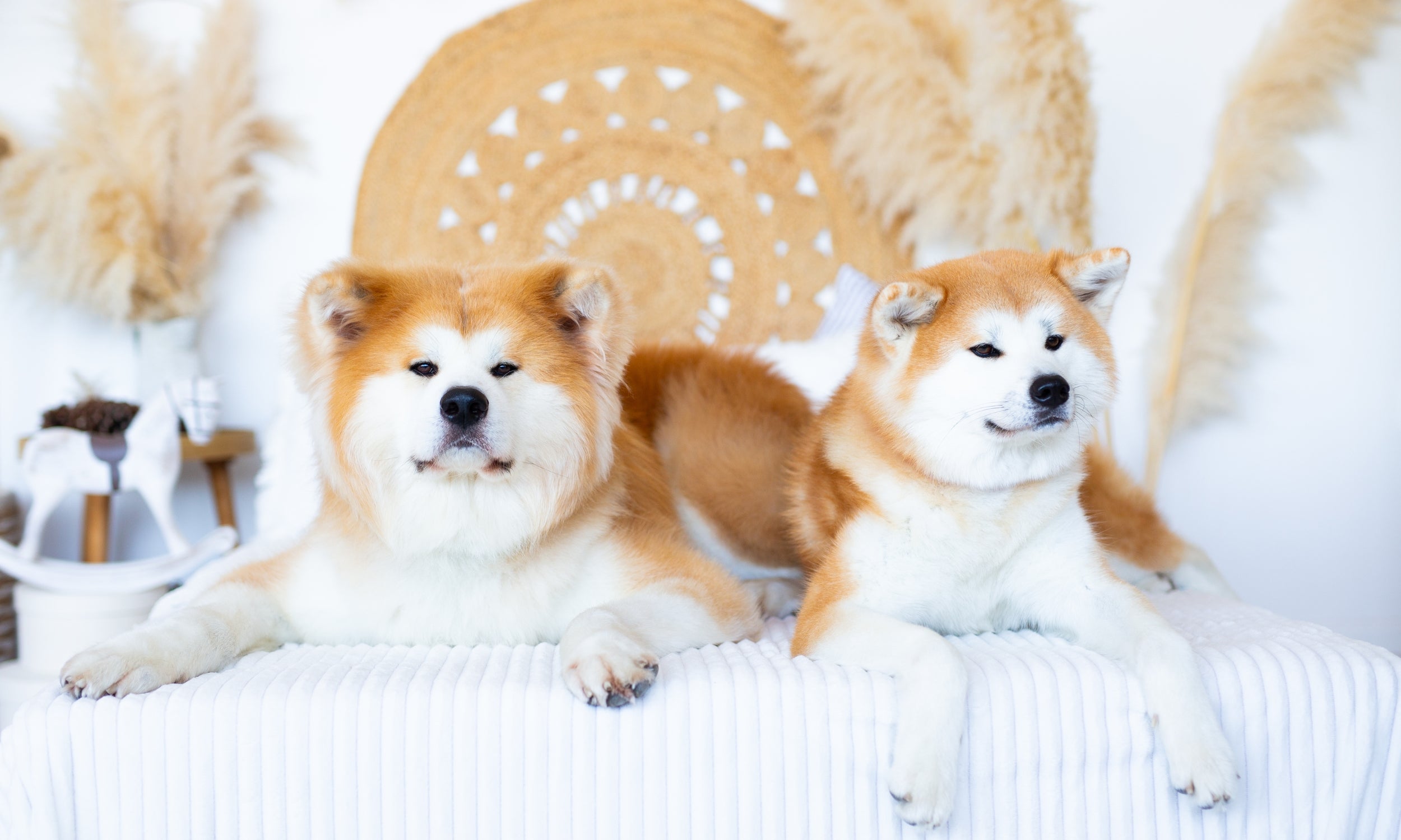 handmade dog collars