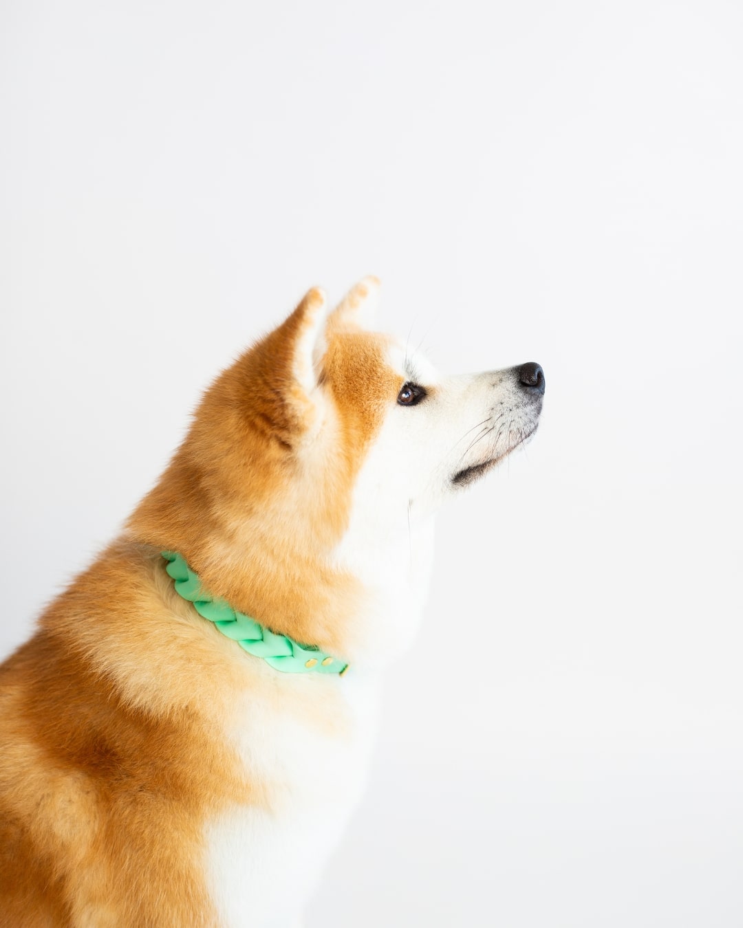 handmade dog collars