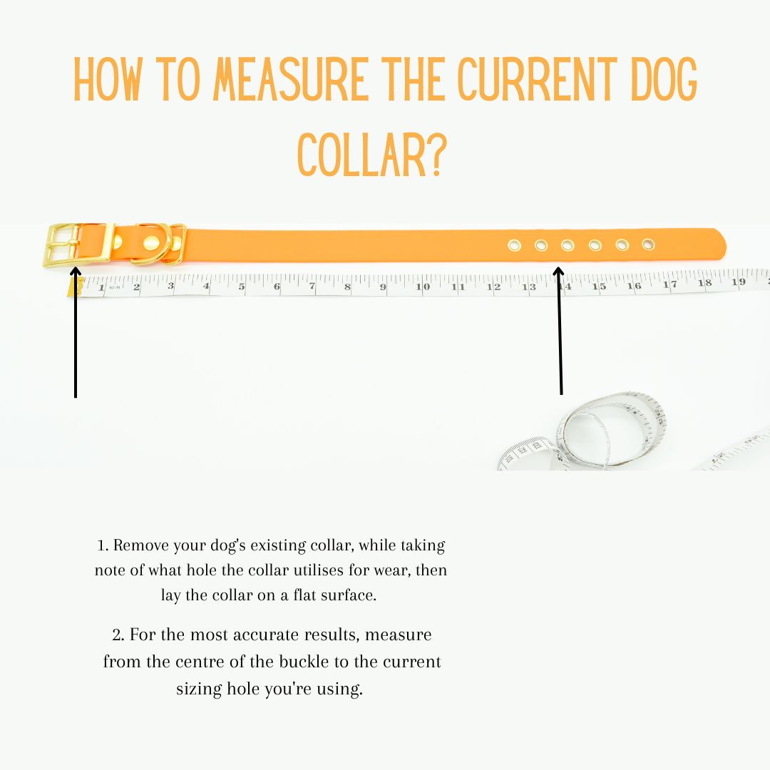 how to measure the current dog collar